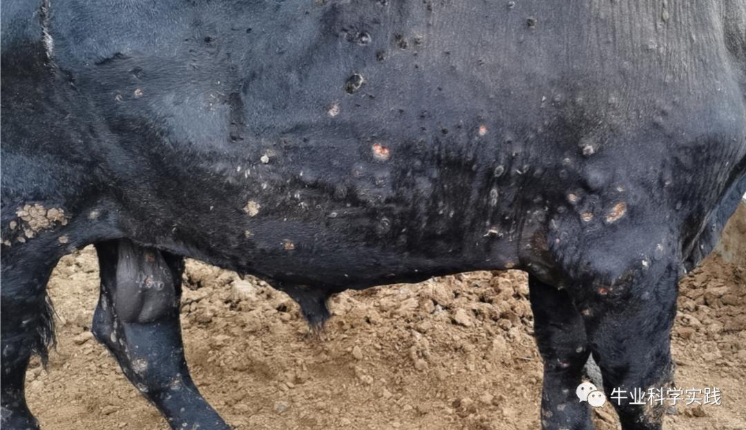 牛结节病消毒与预防,牛结节病的中兽医解读