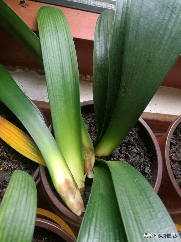 家养君子兰注意事项和养护,室内如何养君子兰具体养护方法