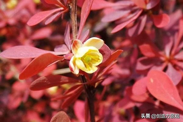 适合庭院的四季花,庭院最好养最漂亮四季常开的花