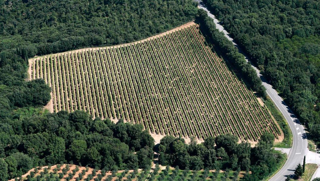 js全球百大葡萄酒,js榜单十大最佳葡萄酒