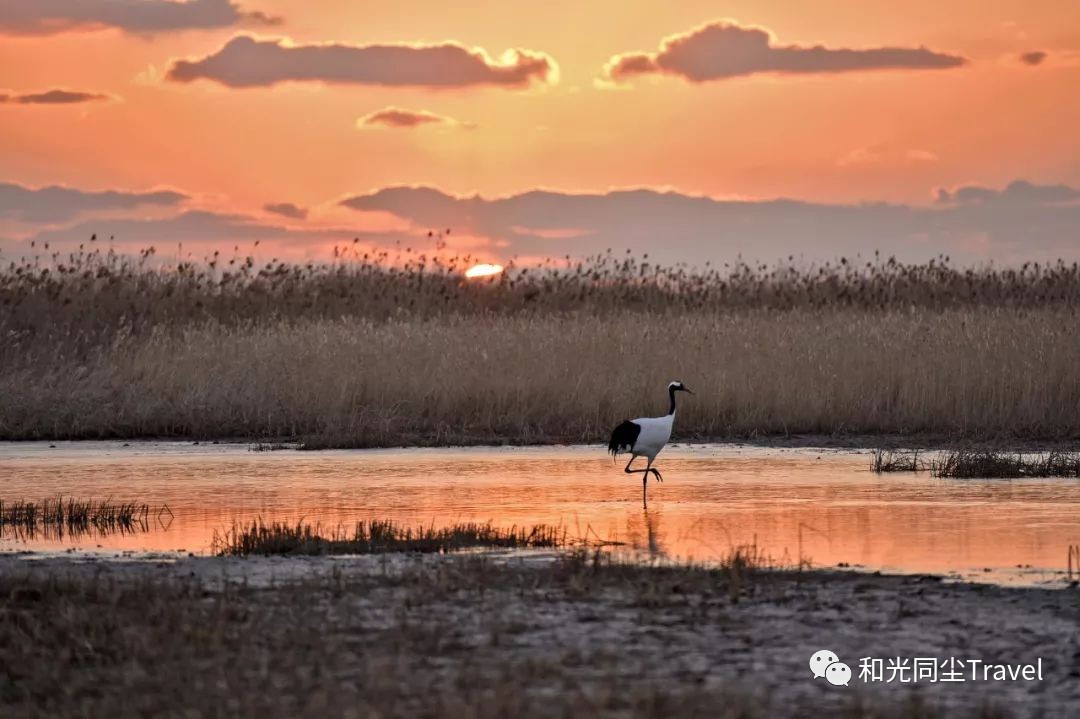 盐城世界第一大湿地,盐城黄海湿地世界遗产