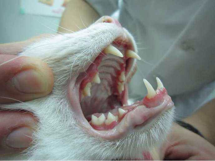 猫猫口炎是什么导致的,猫猫口炎反反复复怎么办