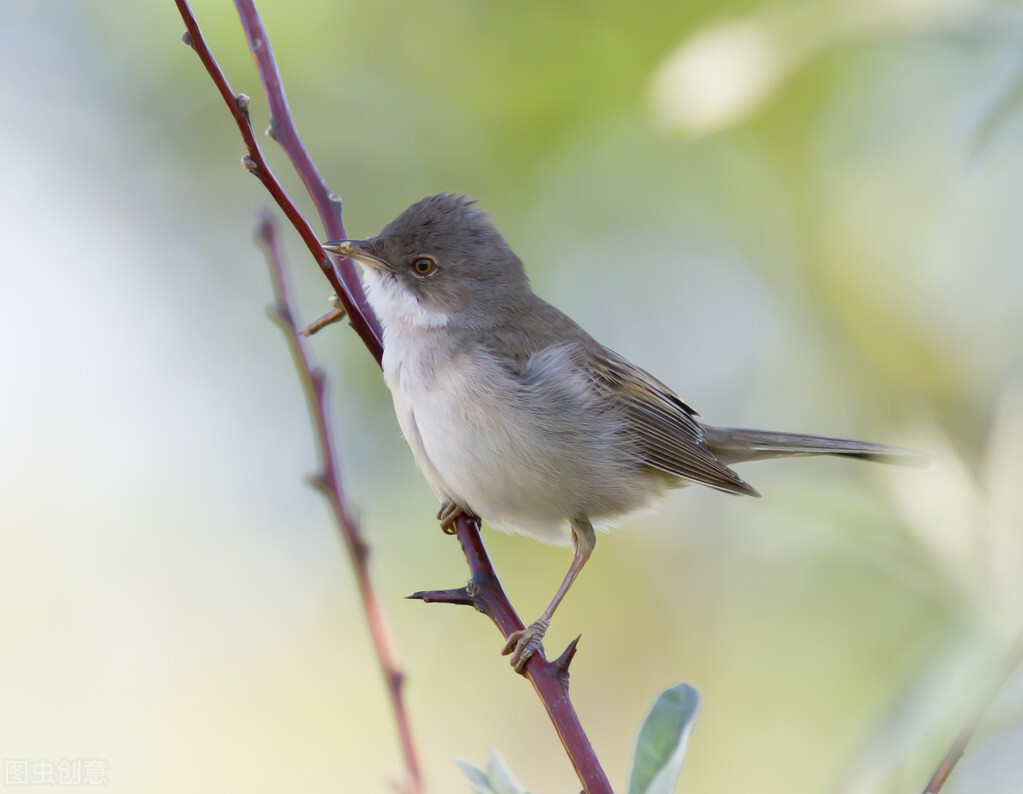 红屁股鸟为什么养着就腿瘸,为什么鸟的腿突然就瘸了