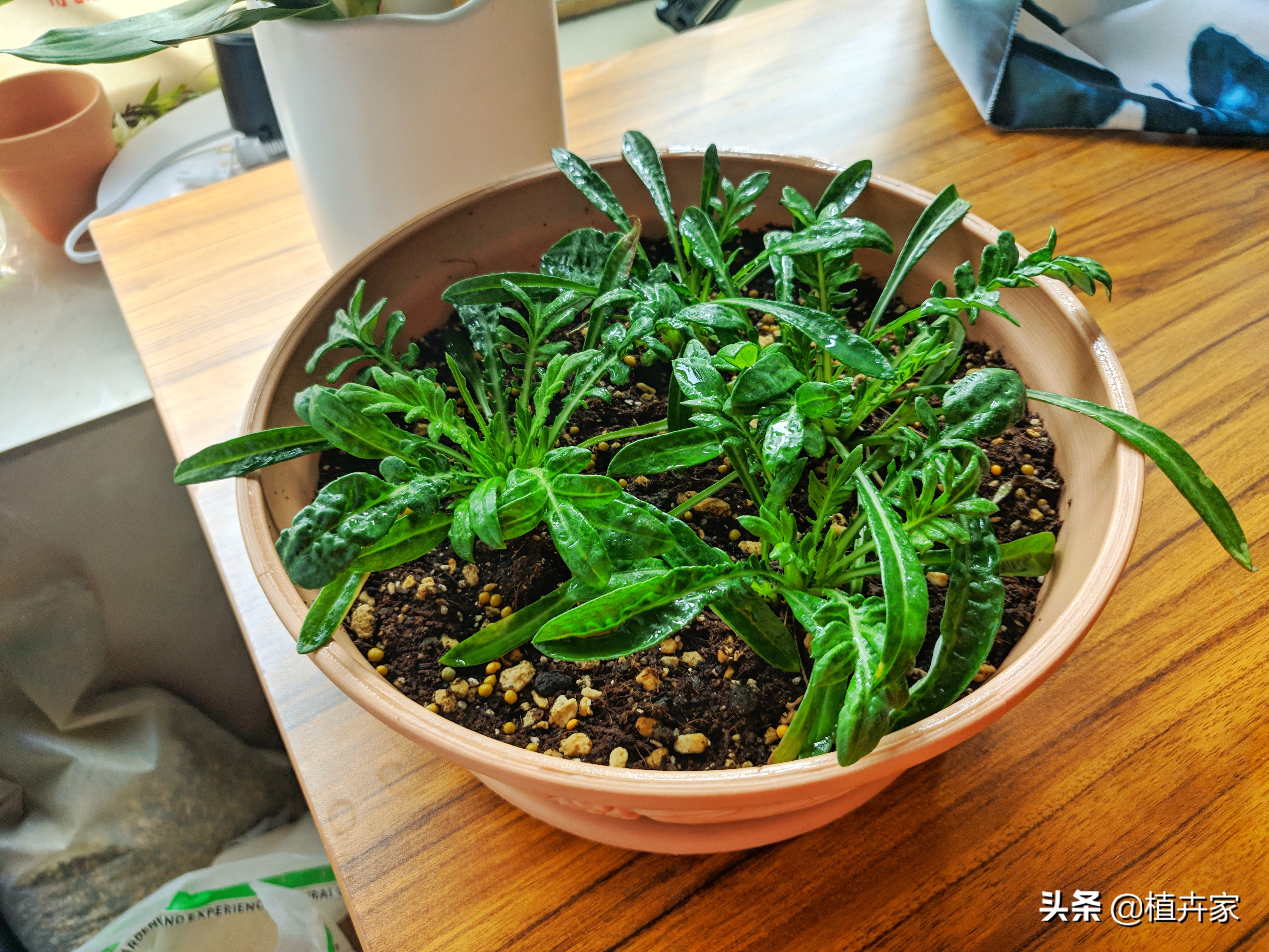 勋章菊如何养护,勋章菊出苗了怎么种