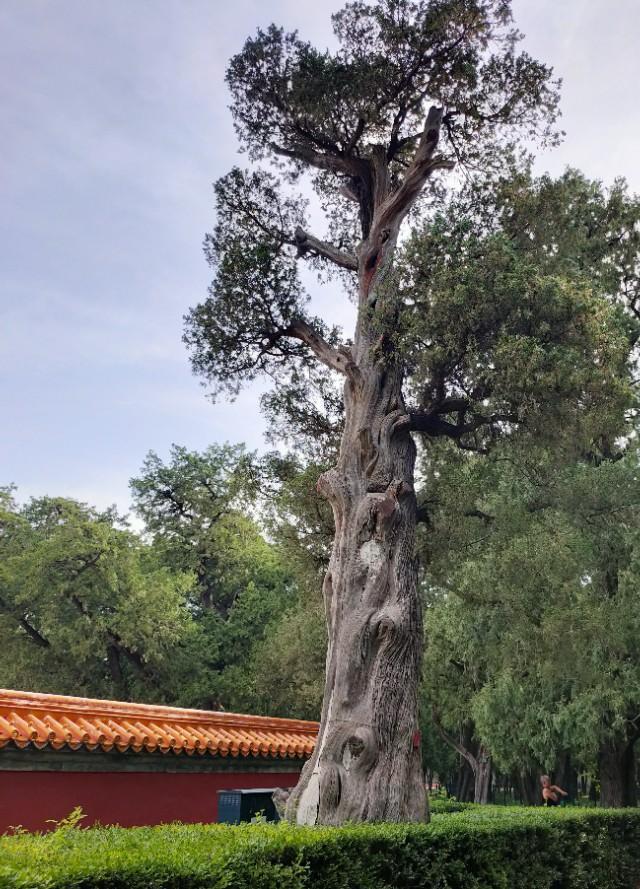 北京的坛庙文化——皇地祗神的祭坛和史铁生《我与地坛》