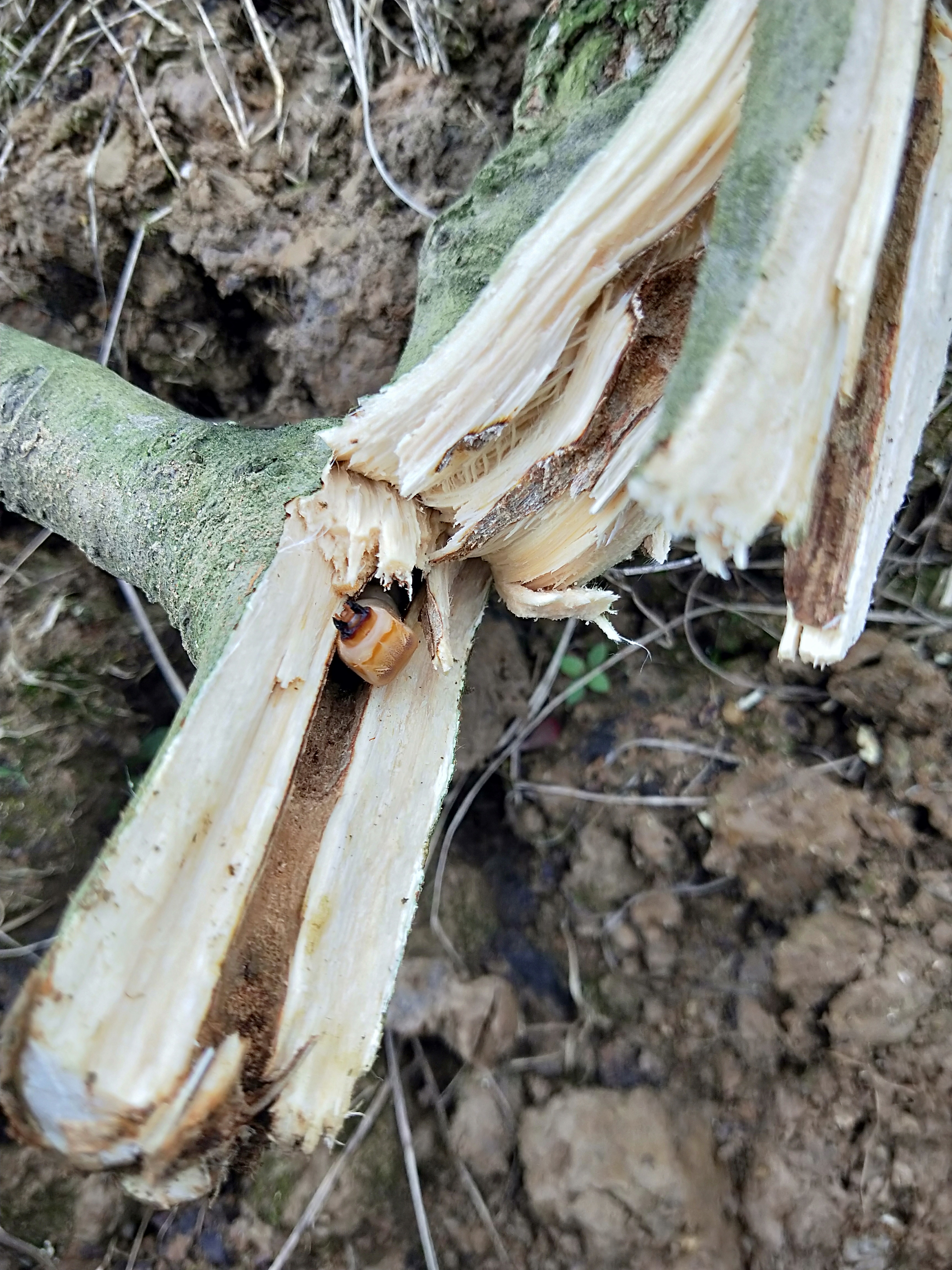 天牛幼虫在无花果树里面活多久,无花果上的天牛是几月份会有的