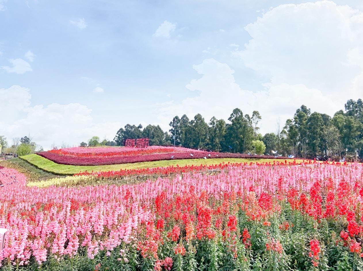 成都周边春季徒步旅游攻略,成都森林徒步旅游攻略