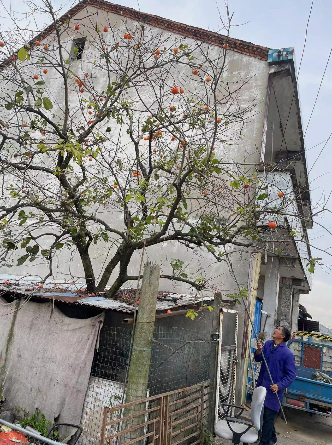 家门口种什么果树最好最旺财,客厅种什么果树旺宅还好养