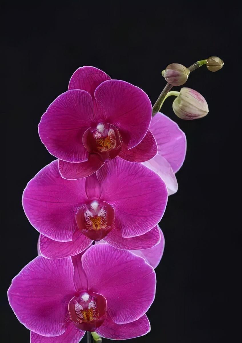 鍏拌姳绉嶇被鍥鹃壌,鐪嬭姦澶磋鲸鍏拌姳绉嶇被