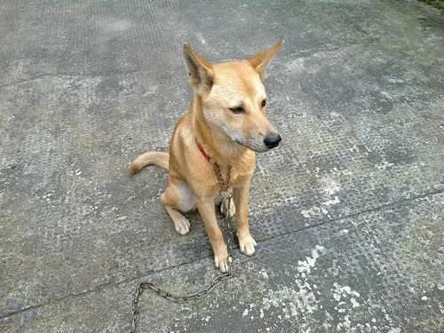 狗子腿哆嗦怎么回事,老狗脚关节肿了是什么原因