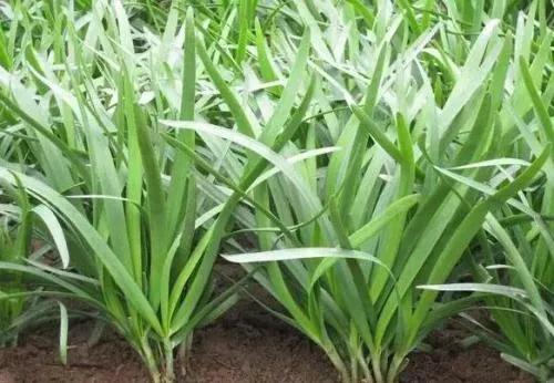 韭菜腐霉利超标被报道，3招让韭菜远离灰霉病，不再用杀菌药忒好