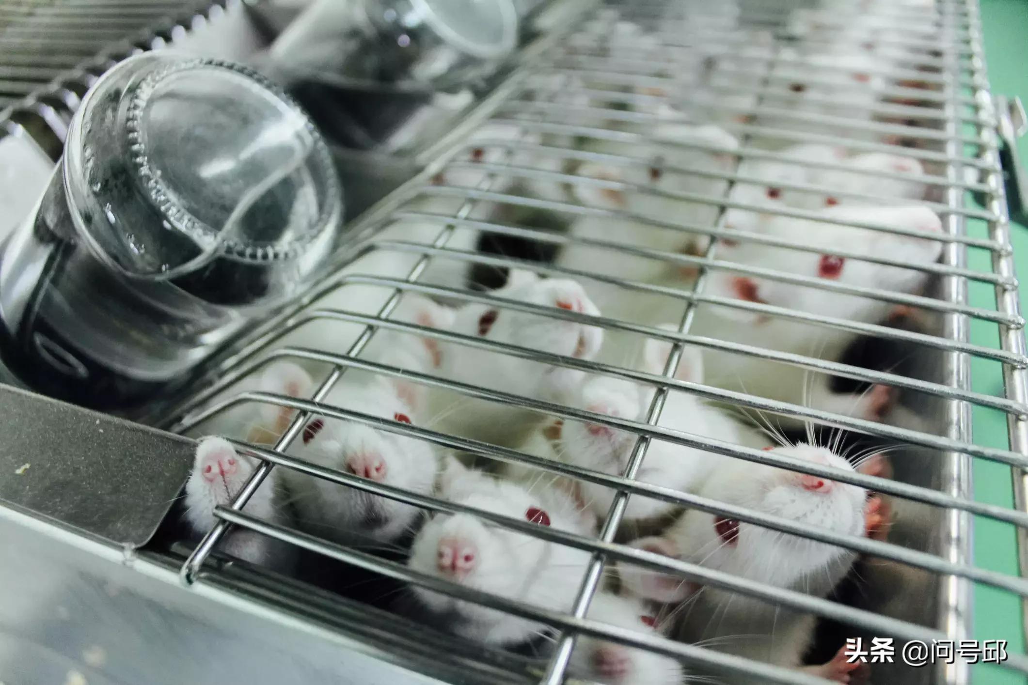 每年人类杀死动物的数据,全球一年要杀害多少个动物