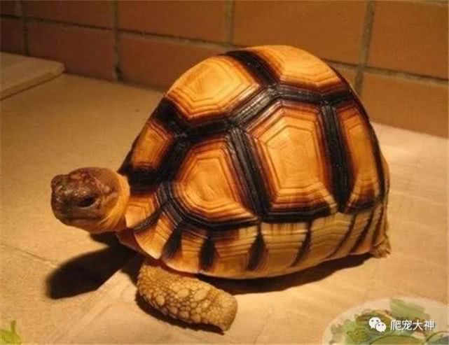 另类宠物饲养爬行动物,爬行宠物蜥蜴怎么养