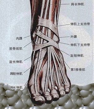 打坐前的热身动作图,打坐脚腕子怎么练习