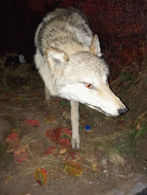 疫情防控集体教育知识,疫情防控学习与宣传活动