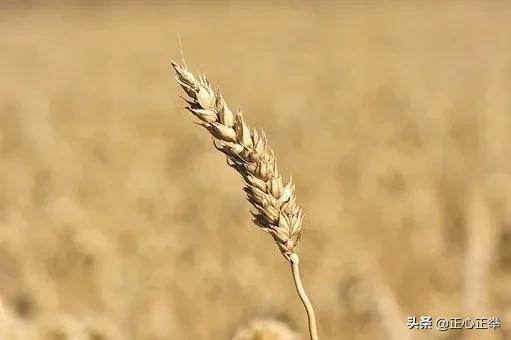 思维格局决定你的人生高度励志语,思维的深度决定你的人生高度