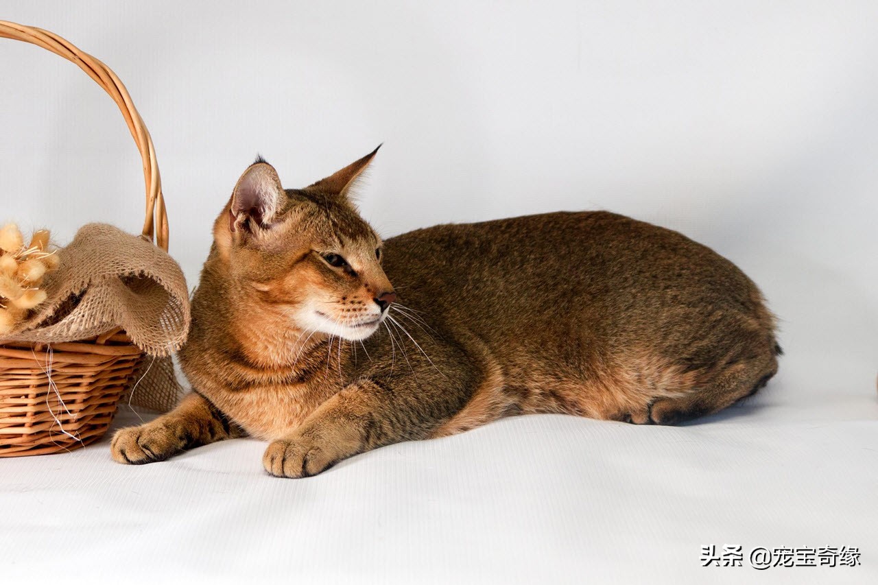 有这几个特征的猫咪真的值得养,这5种出了名的猫咪有你想养的吗