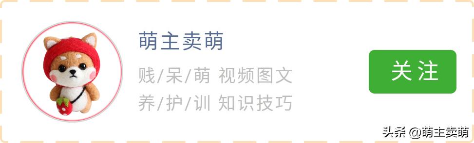 狗狗如何拟人化,狗行为拟人化