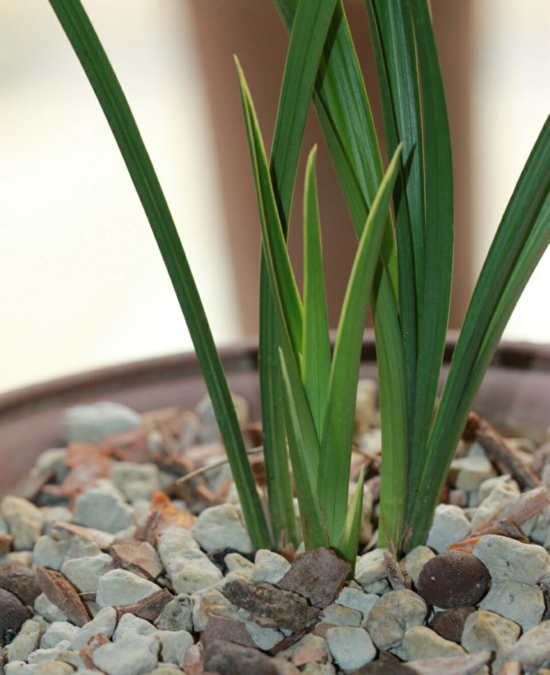 兰花上盆的正确方法和注意事项,兰花上盆时间及注意事项