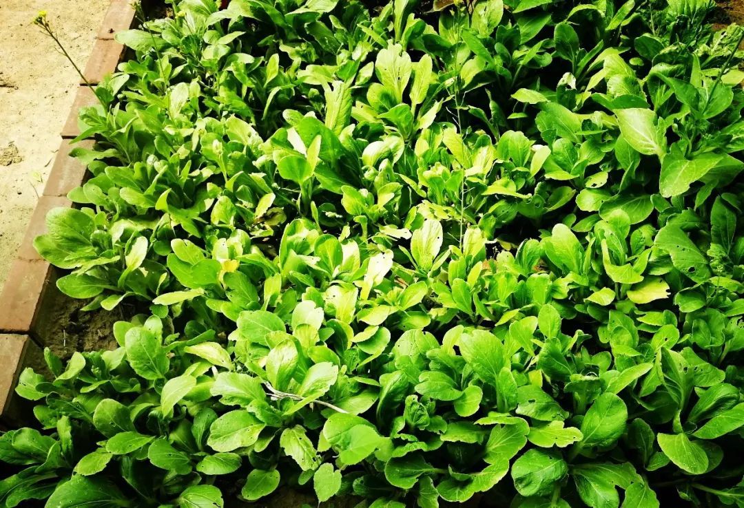 处暑后秋高气爽，养生重在这几点，防大风、栽白菜、远离疾病