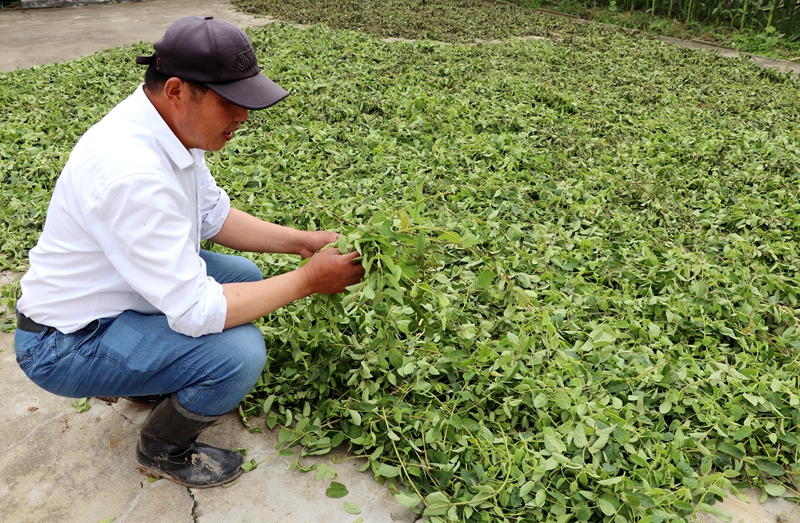 潜山市痘姆乡:金银花变身致富花