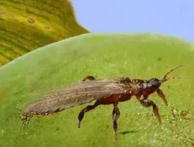 防治蔬菜地下害虫的无公害农药,蔬菜害虫种类及防治ppt