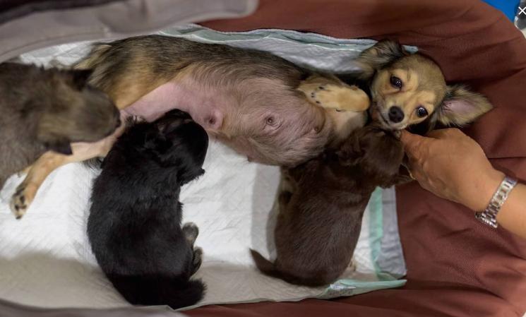 犬产后低钙血症病例报告单,狗产后低钙血症