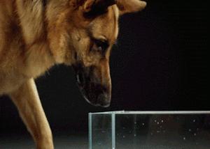 为什么狗的舌头那么长,狗的舌头为啥会长毛