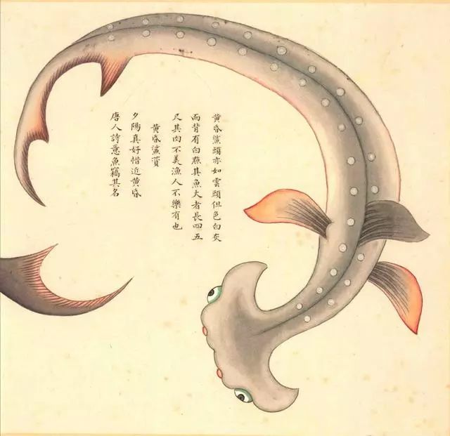 清代海错图有用吗,故宫海错图展