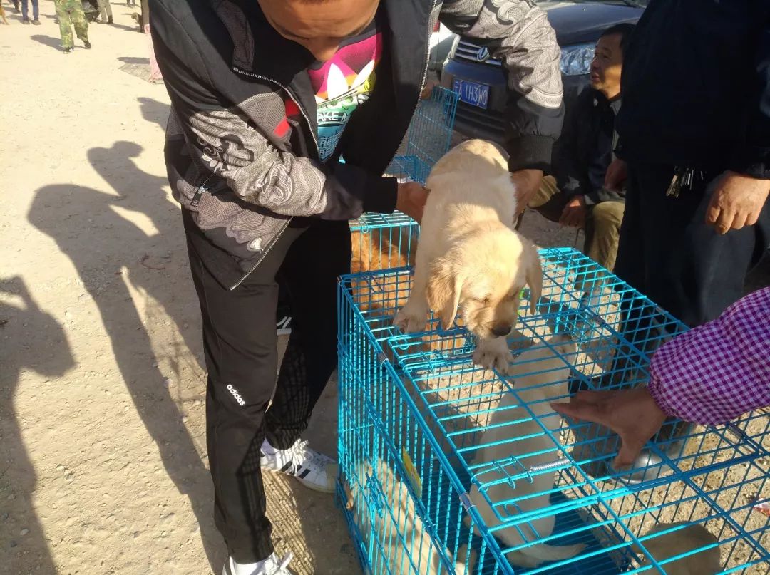 拉布拉多批发价,拉布拉多犬100元出售