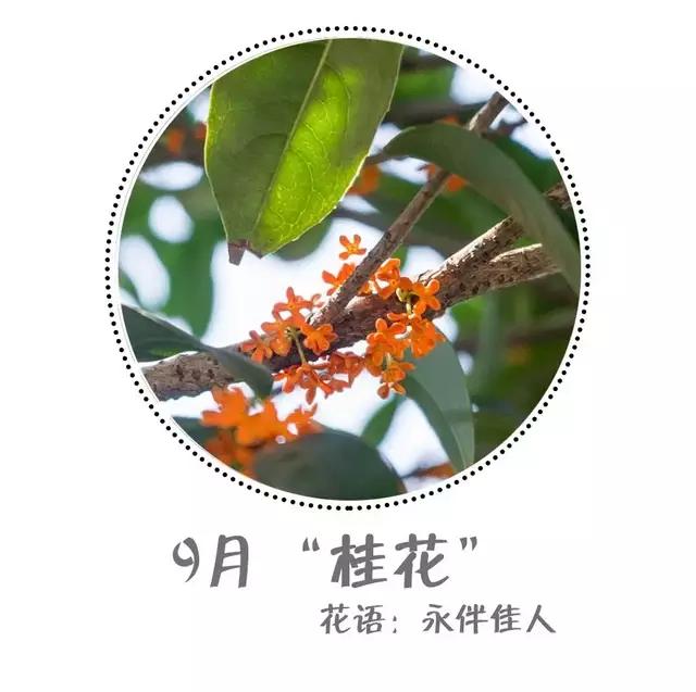 魔都四月赏花,魔都春季赏花好地方