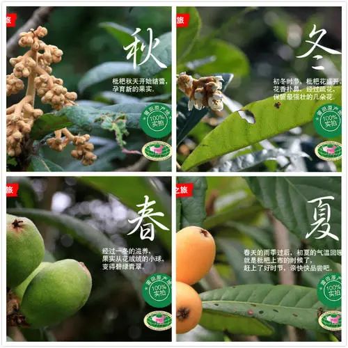 城厢区常太镇首届“壶兰耕读·云上枇杷文化节”暨第22届枇杷节来啦！快来“嗨枇”吧~