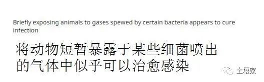 研究人员用香蕉的防霉菌--玫瑰红球菌治疗蝙蝠的白鼻症