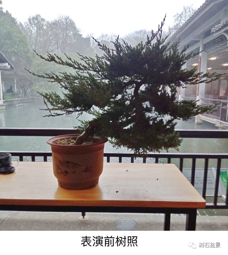 金艳盆景精品欣赏,幸得一知己