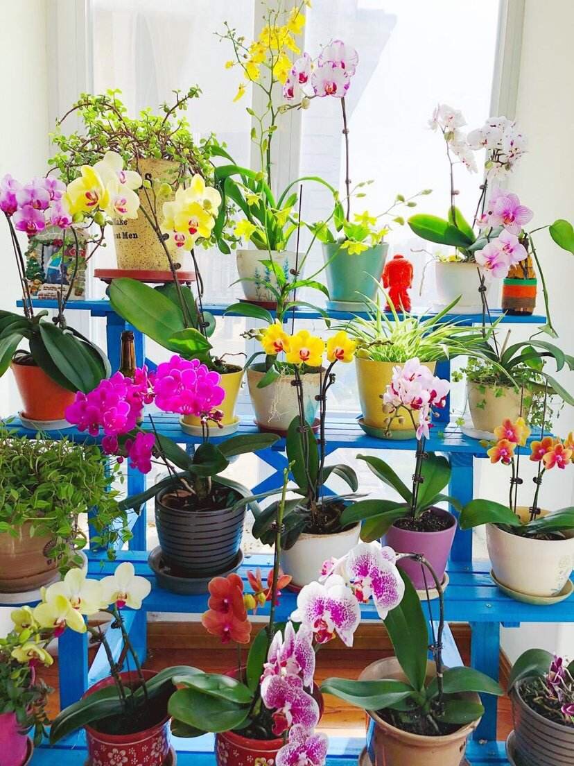 养蝴蝶兰记住这几点,养蝴蝶兰花有什么技巧