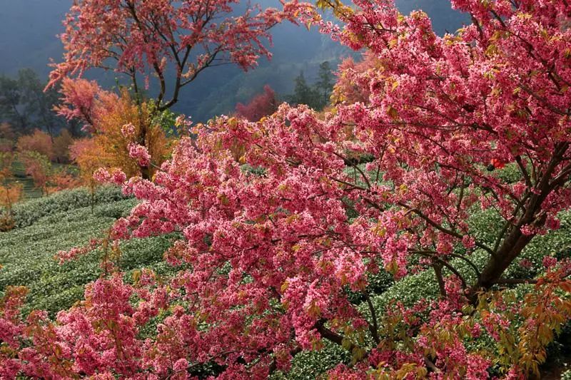 秋季人少景美的小众旅行地,最清静优雅的旅游之地