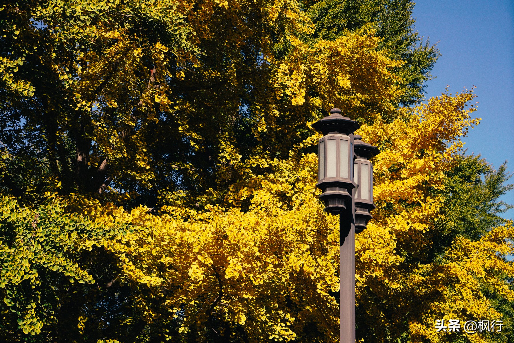北京18个看银杏的好地方在哪,北京八大处看银杏攻略