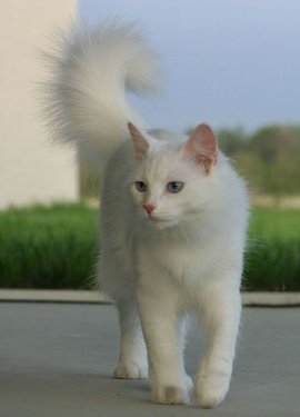 黄色背脖子白色的猫猫是啥种类,猫猫种类价格