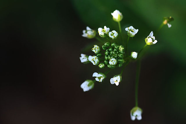 安国医院：寻常好景时时有，人间最美三月天。