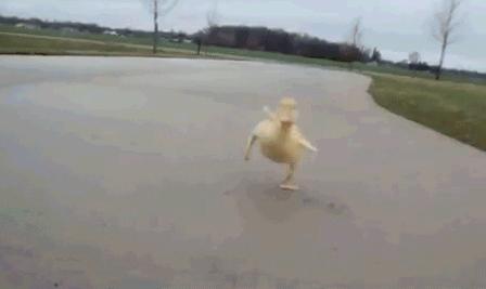 走路像鸭子一样摇摆,走路像鸭子的样子