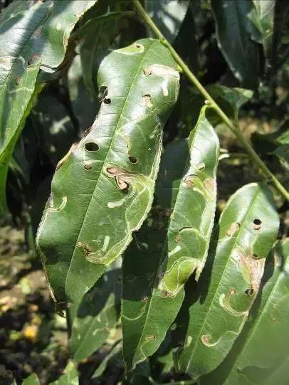 桃树病虫害防治与用药,桃树病虫害防治全年用药