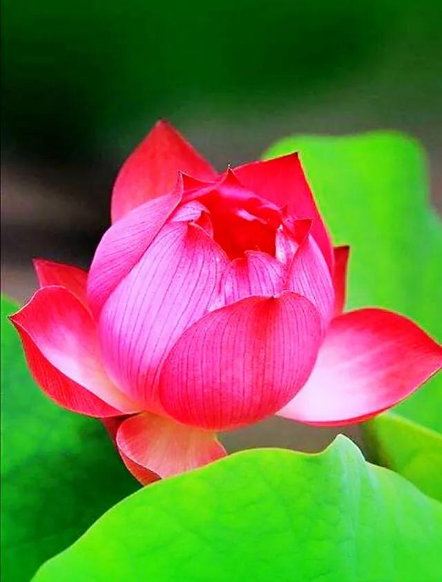 荷花品种大全及名称图片,荷花品种及名称大全图片