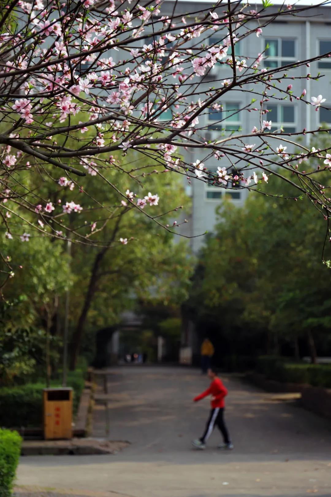 迎接校园里的百花齐放,教室窗外百花齐放
