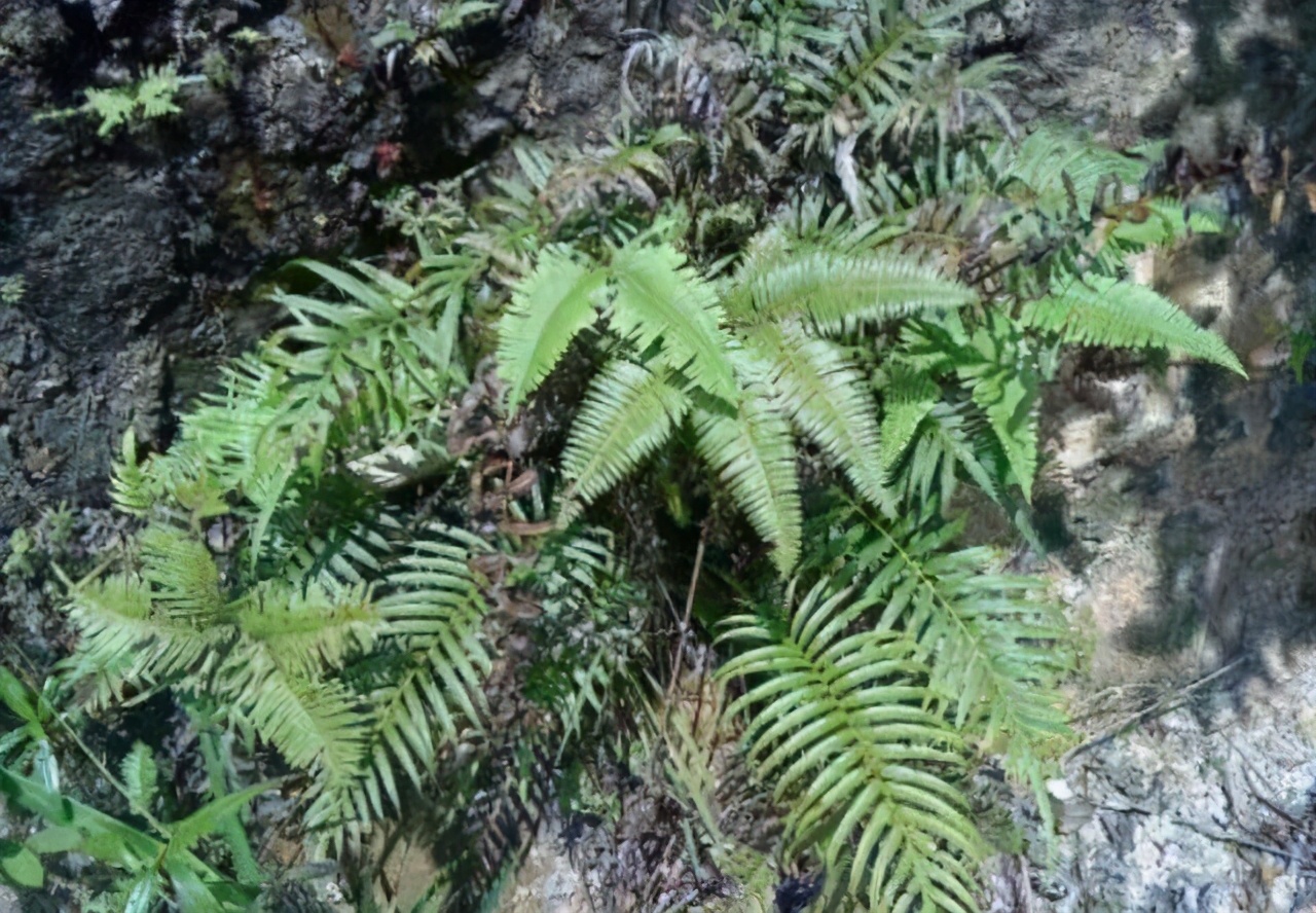 这草贼像“蜈蚣”，曾多到当柴烧，如今成了山珍