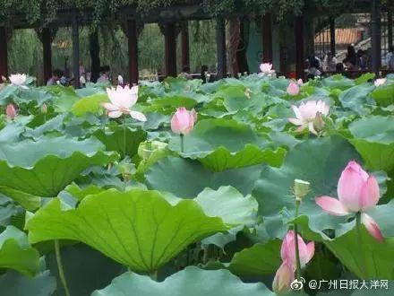 广州有荷花的地方,广州周边的荷花景点推荐