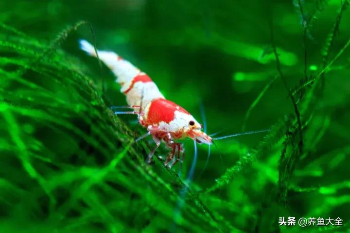 虾爆缸怎么办,极火虾怎么快速爆缸