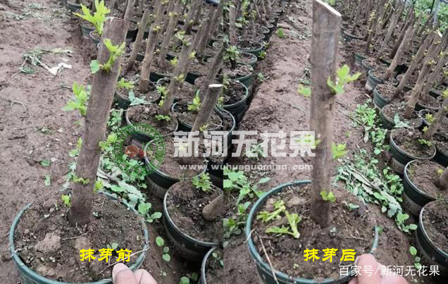 无花果裸根苗发芽需要抹芽吗,无花果抹芽定杆教程都有哪些