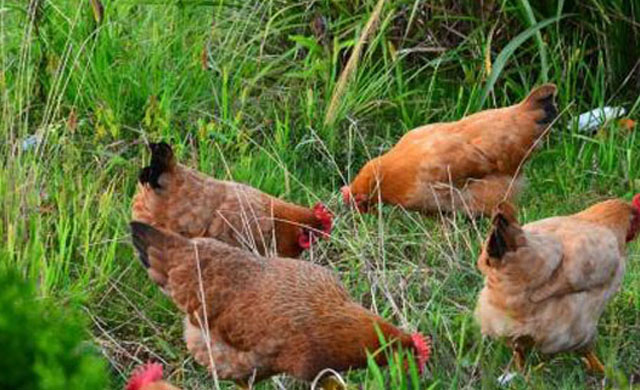 气囊炎还有救么,气囊炎的症状及治疗方案