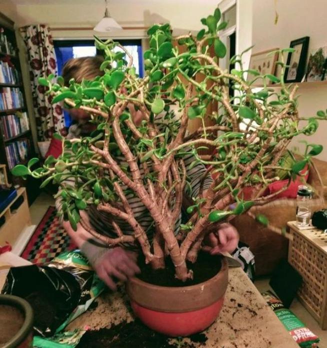 怎样修剪让玉树往高长,如何使盆栽玉树长得旺盛