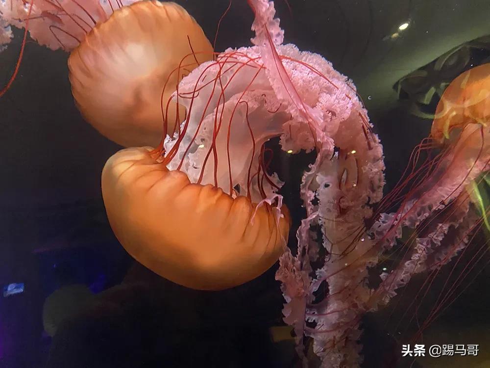 三亚不值得去的地方,三亚不值得去的景点有哪些